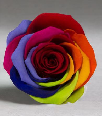 Rosa eterna Arcoiris