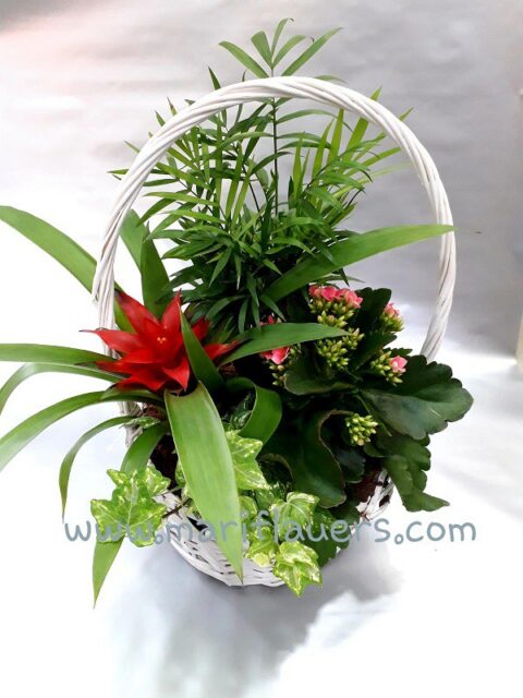Cesta de plantas