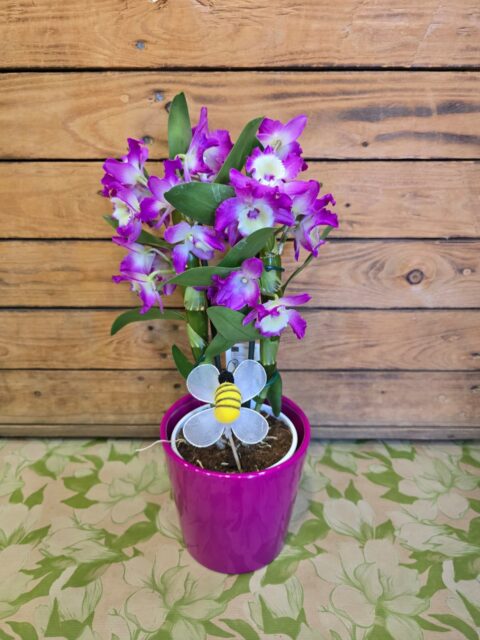 Orquidea Moreea