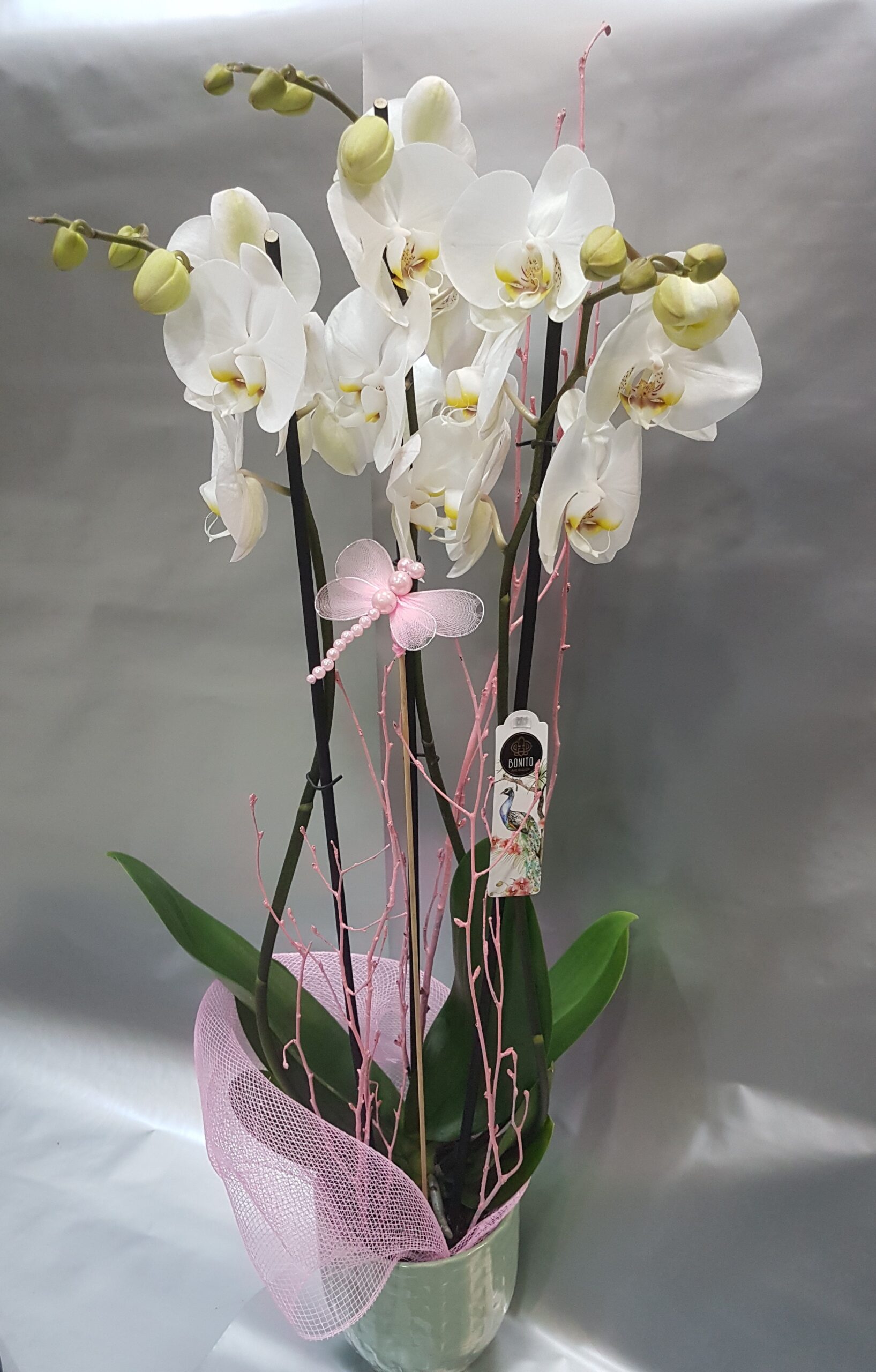 Orquidea Pureza