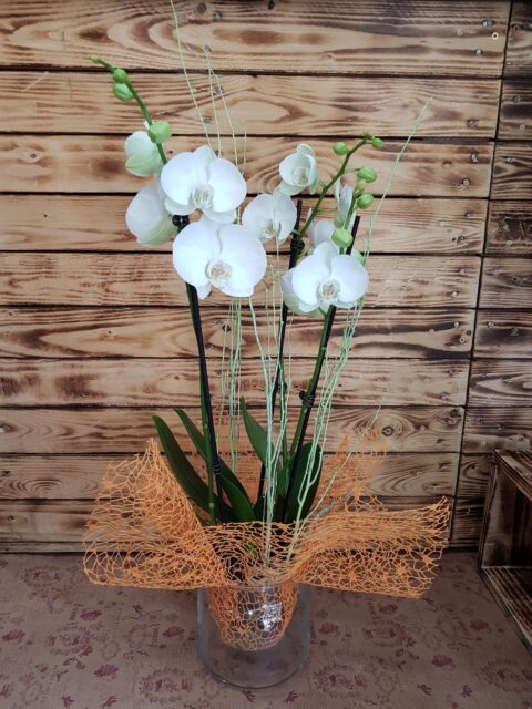 Orquidea Pureza