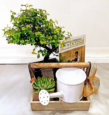Jardinera Bonsai