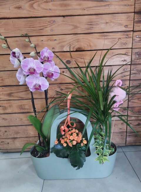 Plantas Keñia